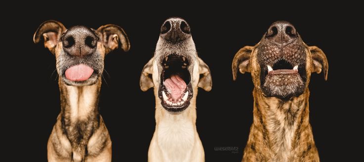 Nice+Nosing+You+by+Elke+Vogelsang+on+500px pinterest
